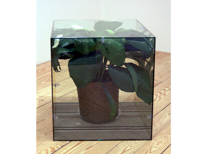 Ethan Breckenridge, Too Soon (Peace Lily Medium), 2011, glass, carpet, potted plant