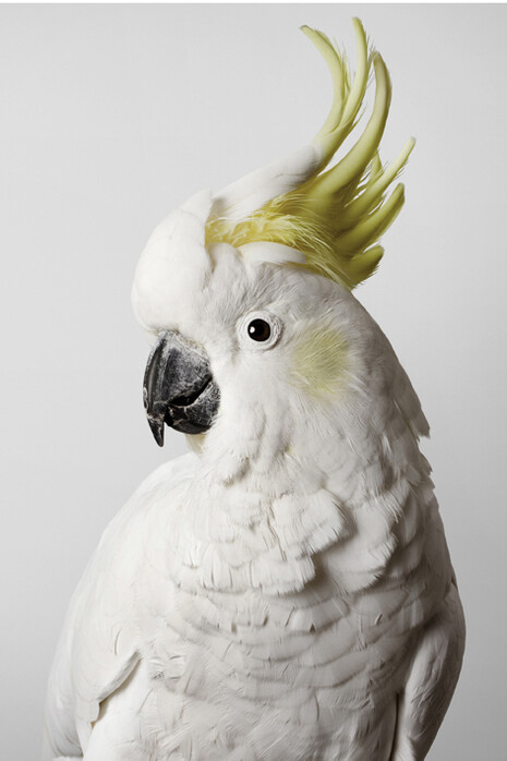 Leila Jeffreys, 'Slim' Sulphur-Crested Cockatoo, 2012, Photograph on archival fibre based cotton rag paper, Ed 6, 140 x 111 cm or Ed. 50 91 x 72 cm