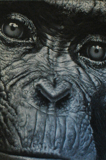Angelo Zanella, Scimmie, cm 60x60
