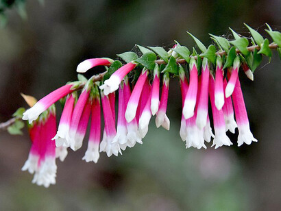 Bush Fuchsia aiuta ad integrare gli emisferi