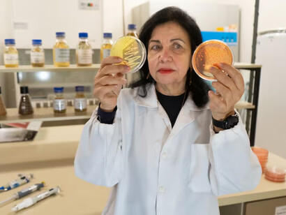 A análise de microrganismos em laboratório está na origem de bioinsumos que aumentam a eficiência da produção agrícola e contribuem para uma agricultura mais sustentável. Mariangela Hungria é uma das maiores referências mundiais nessa área. Cada cultura de bactérias representa uma etapa da pesquisa científica que levou ao desenvolvimento de inoculantes capazes de reduzir custos de produção, diminuir impactos ambientais e fortalecer a segurança alimentar