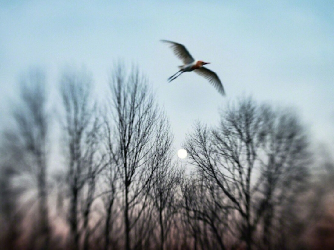 Aves. Courtesy of Galerie Claude Samuel