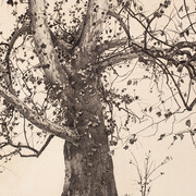 Sycamore Tree, Study for Pennsylvania Landscape, 1941 Andrew Wyeth (1917-2009). Ink and watercolor, 29 3/4 x 39 3/8 inches. Delaware Art Museum, Gift of Mr. and Mrs. William E. Phelps, 1964. © 2018 Andrew Wyeth/Artists Rights Society (ARS), New York.