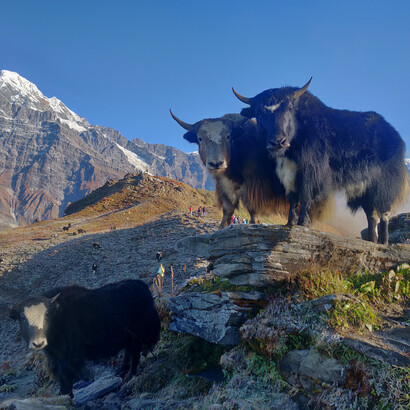 Yak dell'Himalaya, Mardi Himal Base Camp, Lumle, Nepal