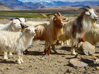 Pashmina goats, Changthang - a thriving economy based on their wool, could be threatened by mega-projects @ Ashish Kothari