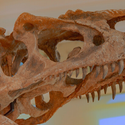 Rosto de um Allossauro em exposição em museu arqueológico