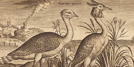 Drawn to Paradise. Courtesy of The Huntington 