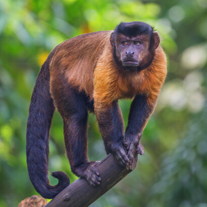 Un esemplare di Cebus apella: il senso di equità nelle scimmie è molto diffuso