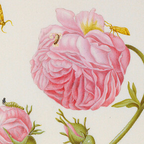 Maria Sibylla Merian. Courtesy of Kupferstichkabinett