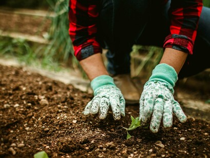 Agricultora cuida de sua horta. Em Moçambique, a agricultura familiar contribui significativamente para a lua conta a pobreza, criação de postos de trabalhos nas zonas recônditas bem como na segurança alimentícia em níveis particular, local e global (Oram & Rosa, 2010). Produz mais da metade dos alimentos consumidos no país e representa uma fonte de renda estável para milhões de famílias