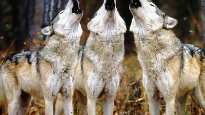 Il richiamo della foresta