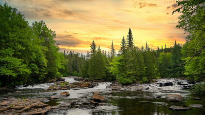 Bosque: la base de la unicidad que hace sentir la compasión y el amor hacia los demás está dentro de cada uno