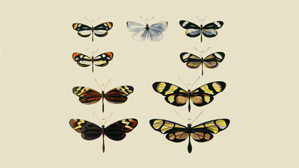 Lámina pintada for Henry Walter Bates, para su trabajo sobre mimetismo de 1861. Las de
la primera y tercera línea son palatables (Dismorphia: Pieridae), las de la segunda y cuarta línea son no
palatables (Ithomiini: Nymphalidae)