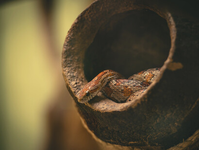Nas histórias mais antigas sobre a origem de nós mesmos e os mitos por traz da criação, temos a serpente como uma personagem coadjuvante