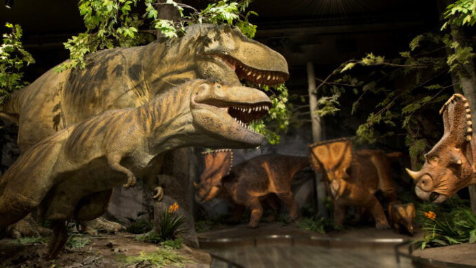 Fossil Gallery. Courtesy Canadian Museum of Nature 