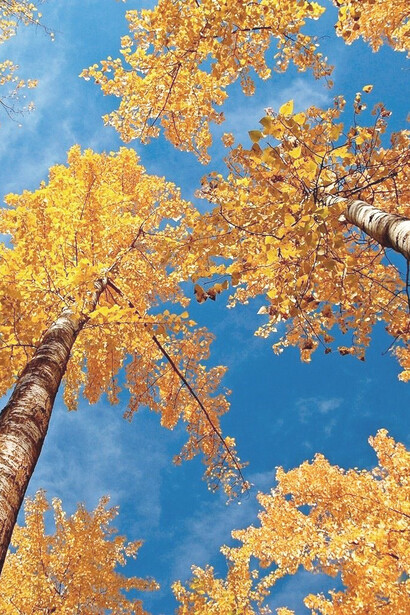 L’autunno, con le giornate diventate fresche e corte, invitano ad organizzarsi per l’inverno