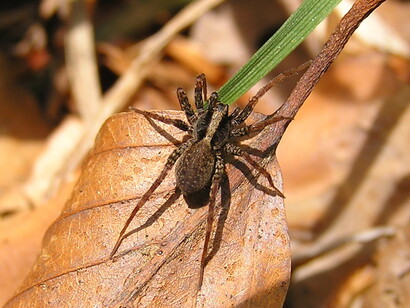 Pardosa lugubris