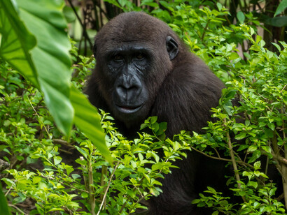 During the civil war, many mountain gorillas were secretly captured at the request of some European and American zoos