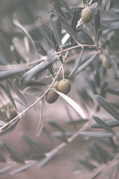 Olive, olio e oleoturismo. L’ulivo rappresenta un "brand" dell’agricoltura italiana di qualità, per numero di oli EVO e olive da tavola certificate DOP e IGP volano di ricchezza storica, sociale, alimentare