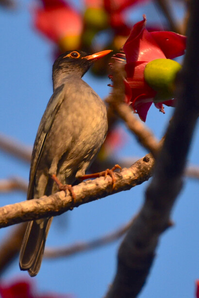 Indian blackbird & silkcotton flower, Panchagani © Ashish Kothari