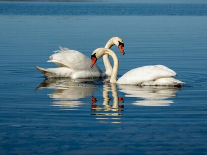 Two swans gliding across the lake, highlighting partnership as calm, mutual presence