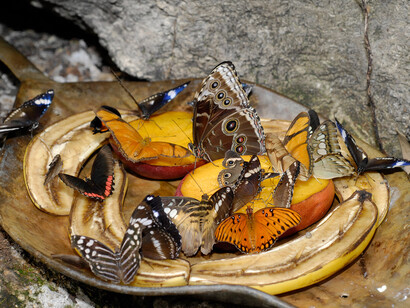 Butterfly Rainforest. Courtesy of Florida Museum of Natural History 