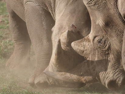White Rhinoceros in duel II, Nairobi National Park (c) Gehan de Silva Wijeyeratne