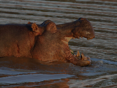 Hippopotamus showing aggression, Tsavo West National Park (c) Gehan de Silva Wijeyeratne