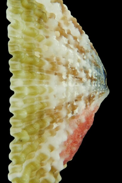 Vista lateral de la "Diodora dysoni", lapa marina nombrada a partir de David Dyson