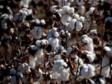 Close-up shot of cotton from a regenerative cotton farm, highlighting eco-friendly practices and the work of textile artisans