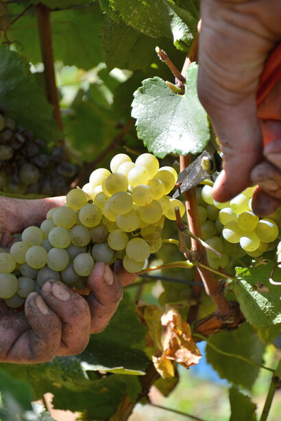 Uva Bianca Regola