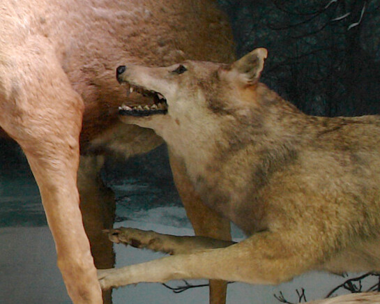 Stag attacked by wolves. Courtesy of Grigore Antipa National Museum of Natural History
