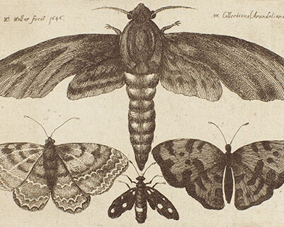 Drawn to Paradise. Courtesy of The Huntington