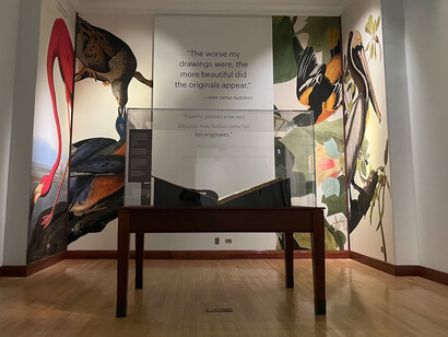 John James Audubon, Audubon’s birds of America, exhibition view. Courtesy of Field Museum
