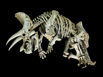 L'asteroide che provocò l'estinzione di massa  dei dinosauri colpì l'area dello Yucatan, in Messico