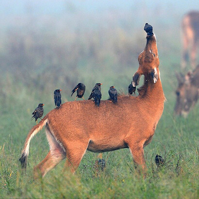 Wildlife at Keoladeo © Chhotu Khan