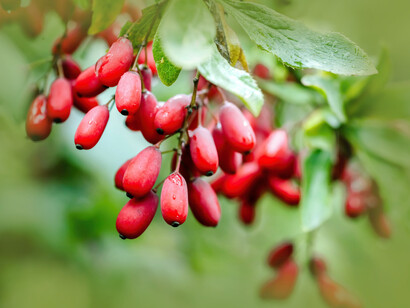 Berberine has anti-inflammatory and anti-cancer effects. However, it has not been tested sufficiently in clinical trials and is not FDA approved