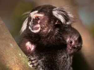 Sagui-de-tufo-branco, típico da região. Entre paredões de arenito, rios de águas cristalinas e paisagens esculpidas por eras, uma das regiões mais surpreendentes do Brasil permanece fora do radar da maioria dos viajantes. Localizada no sudeste do estado do Tocantins, a região das Serras Gerais é um verdadeiro tesouro natural, ainda pouco explorado, mas com potencial para conquistar qualquer amante da natureza e do ecoturismo
