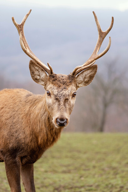 You don’t have to go far out of town to start seeing animals, especially along the Missouri River and the surrounding prairie