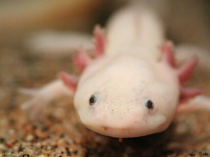 Esemplare della salamandra Axolotl, scientificamente conosciuta come Ambystoma mexicanum