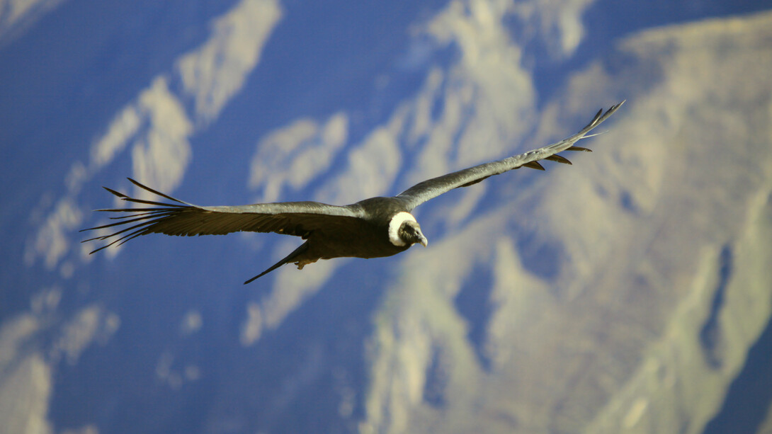 El cañón del Colca está ubicado en la provincia de Caylloma. Colca proviene de las palabras Collaguas y Cabanas, dos etnias que habitaban a lo largo del río Colca. Este cañón tiene una profundidad de 4160 m y es el cuarto cañón más profundo del planeta. El Cóndor andino en el Cañón del Colca, Perú