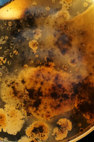 Analisi microbiologica di batteri animali