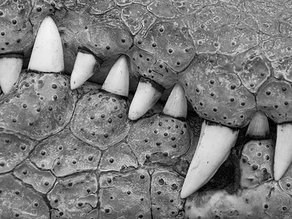 Captive crocodile. Langata, Kenya, 2005