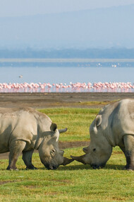 Rhinos roaming around Lake Nakuru, Africa