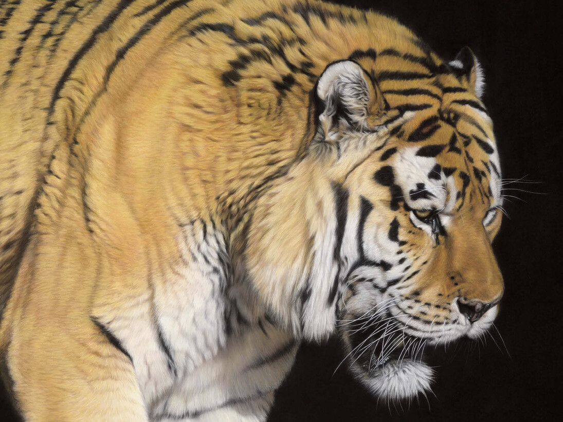Gary Stinton, Amur Tiger - Close Encounter III, Pastel on museum board, Signed, 40 x 36ins (101.5 × 91.5 cm)