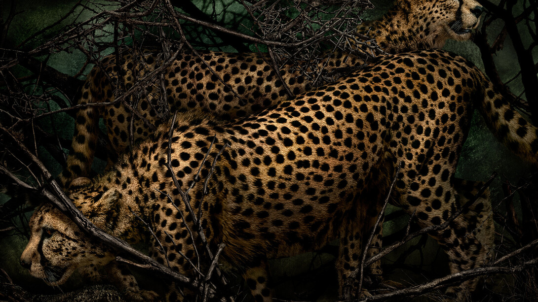 Mario Testino, Acinonyx jubatus, Kenya, 2023. Courtesy of Hamiltons Gallery