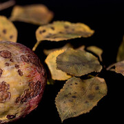 Glass Flowers. Courtesy of Harvard Museum of Natural History 