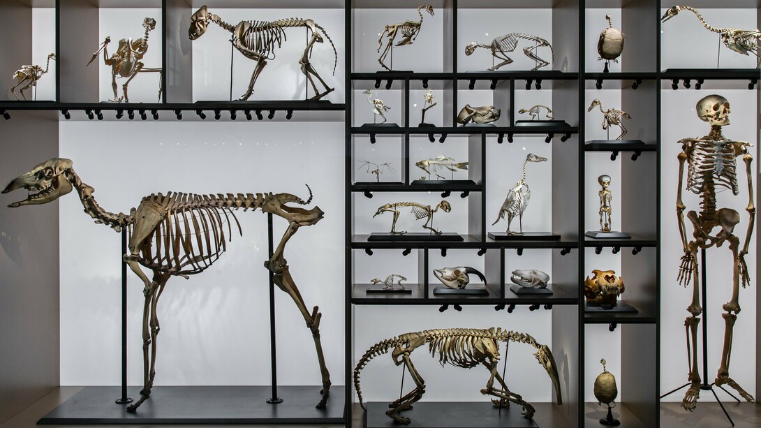 Esqueletos de animais e humanos integram uma exposição museológica dedicada à história da vida. A imagem coloca lado a lado diferentes formas de existência e evoca a longa trajetória evolutiva que precedeu o ser humano — sem que a evolução tenha necessariamente seguido um caminho em direção a ele