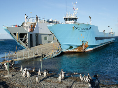 Pingüinos en la costa sur chilena