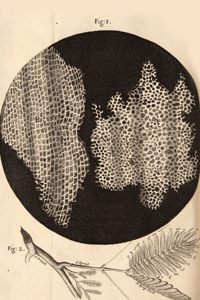 «Micrographia», esquema XI